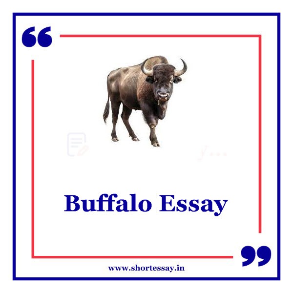 Buffalo Essay