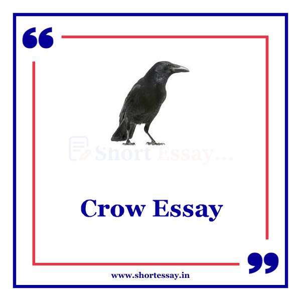 Crow Essay
