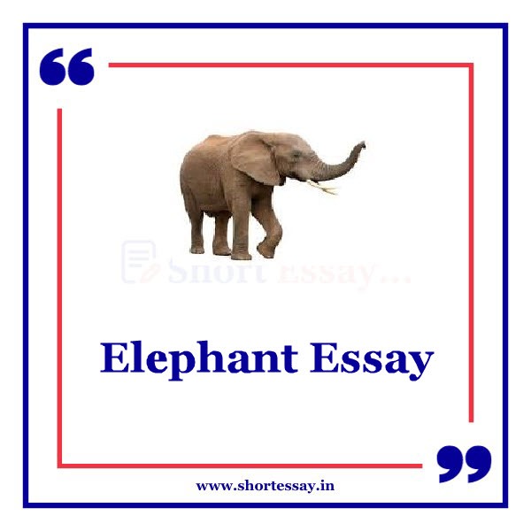 Elephant Essay