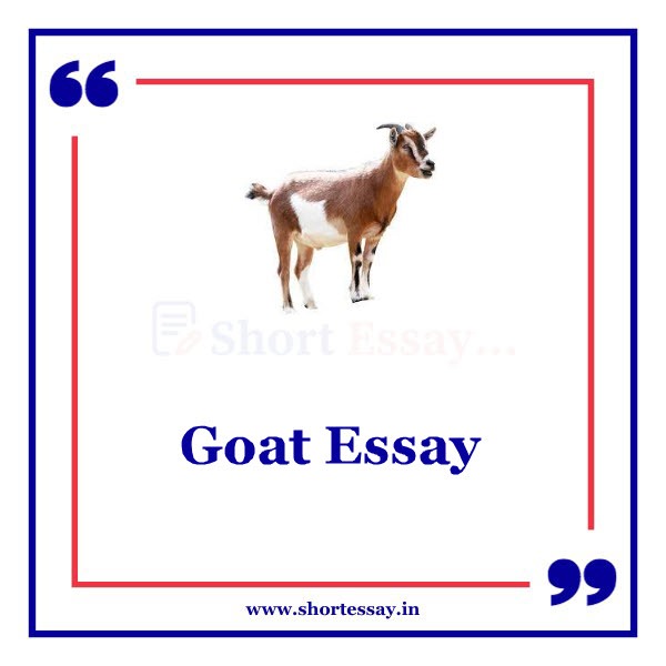 Goat Essay