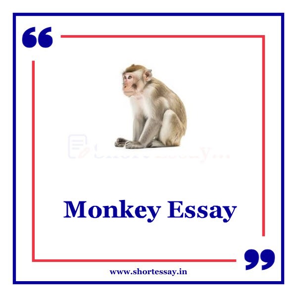 Monkey Essay